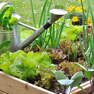 Comment faire un carré potager et où l'installer ?