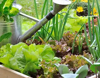 Conseils Jardin : fiches et guides d'apprentissage