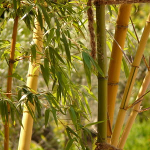 Solution pour contenir les bambous jardin