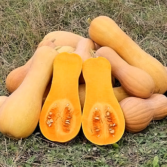 Graines de courge musquée Butternut