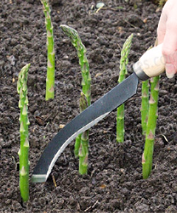 couteau outil asperge couteau outil asperge
