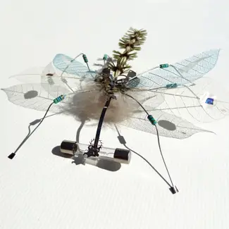 &OElig;uvre d'art insecte par Virginie van bogaert