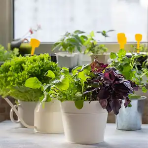 Comment créer un potager d'intérieur ?