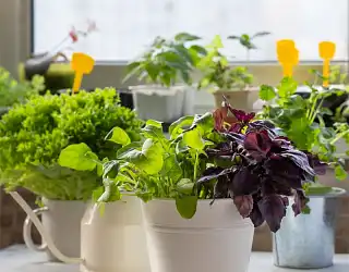 Comment créer un potager d'intérieur ?