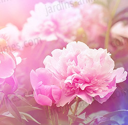 Support pour vos bouquets de pivoine dans le jardin Support pour vos bouquets de pivoine dans le jardin
