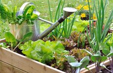 Cultiver de la salade dans un potager en carré