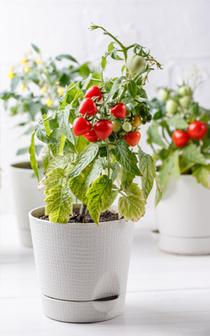 Cultiver et faire pousser des tomates en intérieur