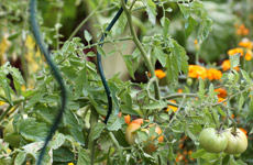Cultiver des tomates et plantes potagères dans un potager en carré