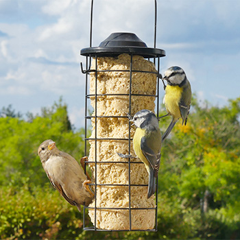 Des cylindres de graisse 100% végétale pour les oiseaux