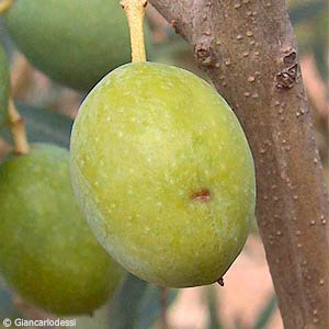 Dégâts de la mouche Bactrocera Dacus Oleae sur une olive