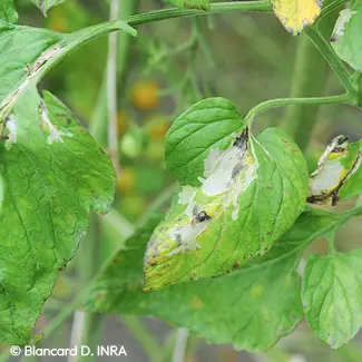 D&eacute;g&acirc;ts de la mineuse de la tomate sur une feuille