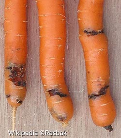Carottes sorties du sable, présentant des dégats liés à des galeries creusées par la larve de la mouche de la carotte Carottes sorties du sable, présentant des dégats liés à des galeries creusées par la larve de la mouche de la carotte