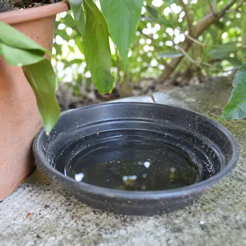Exemple d'eau stagnante dans laquelle les moustiques tigres peuvent pondre