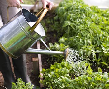 Réduire les arrosages au jardin et économiser l'eau