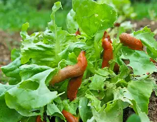 Guide complet pour se débarrasser des limaces naturellement