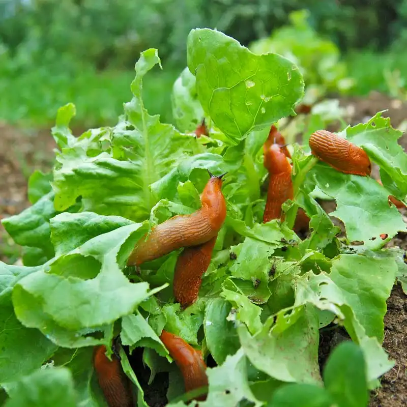 Guide complet pour se débarrasser des limaces naturellement