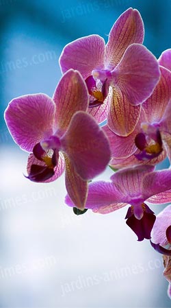 Spray nutritif pour garder des orchidées en pleine forme ! 