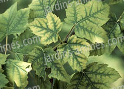 traitement anti jaunissement des feuilles des plantes 