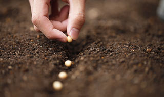 Conseils pour faire ses semis directement en pleine terre