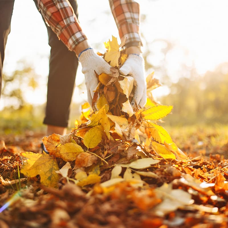 Les bons outils pour ramasser les feuilles mortes.