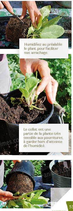 Livre de jardin expliquant comment rempoter ses plantes au jardin ou en pots.