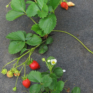 Feutre anti mauvaises herbes pour les fraisiers