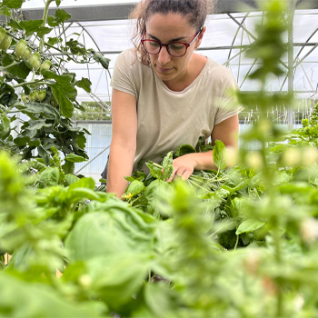 Formation sur l'hydroponie