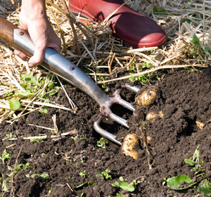 Récolter, planter, aménager avec les outils Sneeboer en acier et bois de qualité