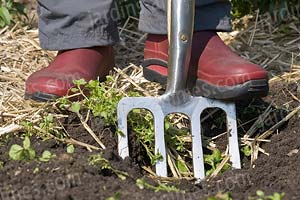 Fourche 4 dents en inox, en situation au potager Fourche 4 dents en inox, en situation au potager