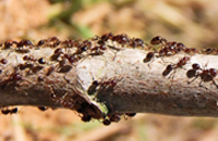 Se débarasser des fourmilières