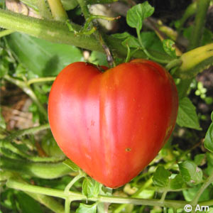 Faire des semis de tomates coeur de boeuf