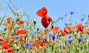 D&eacute;couvrez nos produits de jardin made in France, con&ccedil;us et d&eacute;velopp&eacute;s par nous-m&ecirc;me