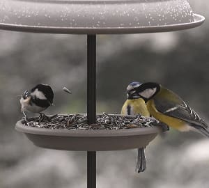 Graines pour nourrir les oiseaux pendant l'hiver
