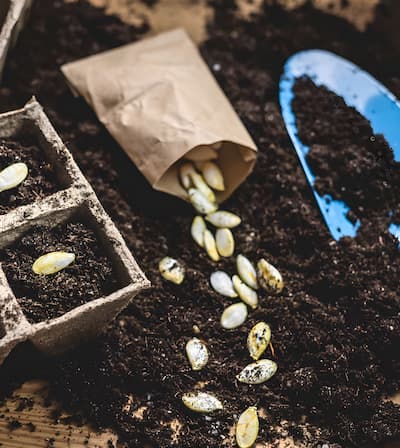 Sachet de graines à planter pour les semis
