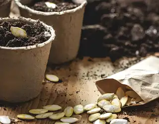 Comment choisir ses graines ?