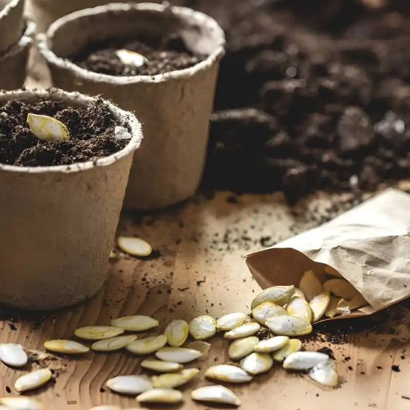 Comment choisir ses graines ?