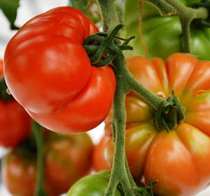 Graines de tomates marmande bio