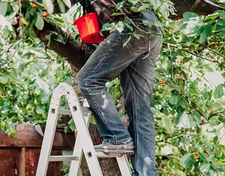 Comment choisir une échelle de jardin ? Guide d'achat