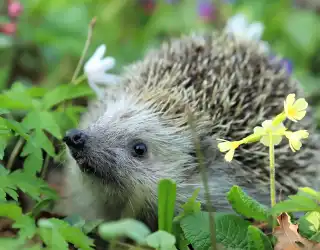 Guides et conseils autour des animaux