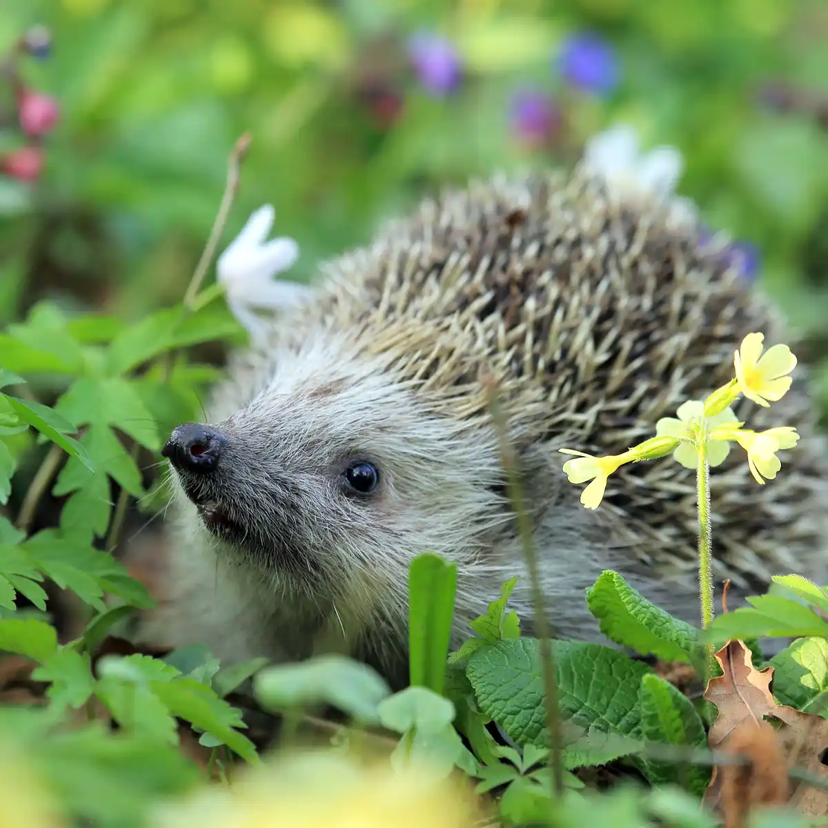 Guides et conseils autour des animaux