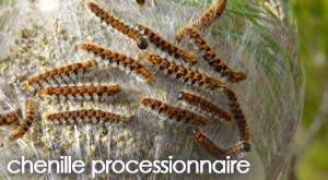Insecticide naturel contre la chenille processionnaire du pin