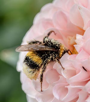 Installer une ruche à bourdons en toute sécurité dans son jardin ou potager
