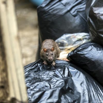 Les poubelles attirent les rongeurs comme les rats