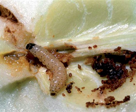 Dégâts d'une larve de carpocapse sur une poire