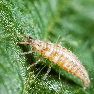 Larve de chrysope anti cochenille
