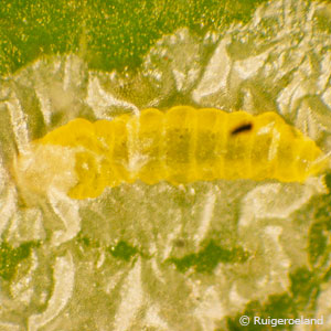 Présence de petites larves sur les feuilles d'un citronnier