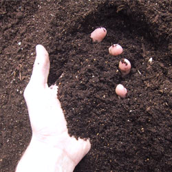 Récolter un terreau riche et un engrais pour plante naturel appelé lombricompost grâce au composteur