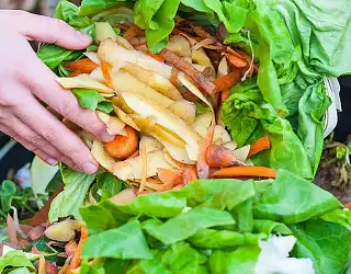 Le lombricompostage : définition et mode d'emploi