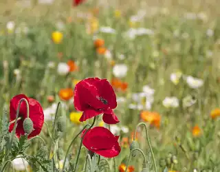Qu'est-ce que la lutte biologique ?