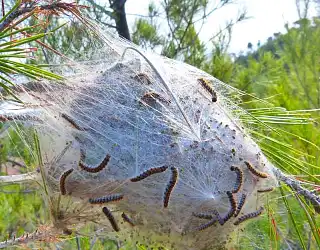 La chenille processionnaire du pin